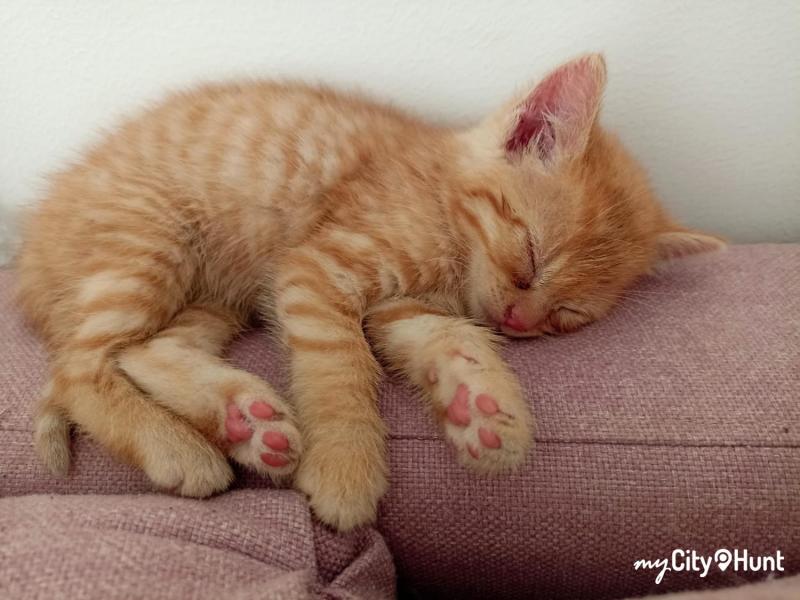 myCityHunt Gymkana 2